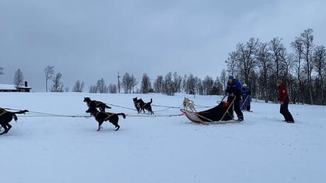 Dog sledding in Roros, Norway with GO Educational Tours.